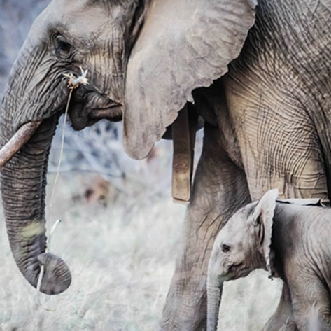 VegNewsElephants5