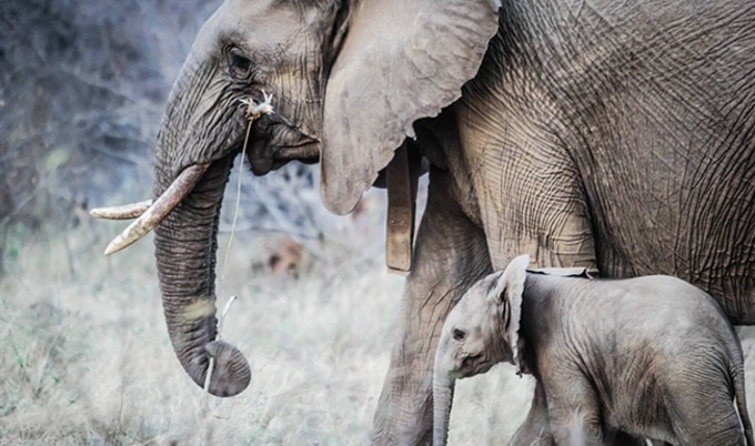 VegNewsElephants5