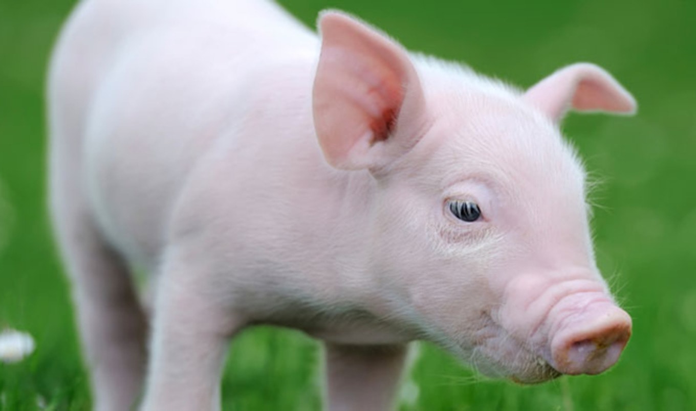 British Politicians Vote That Animals Do Not Feel Pain