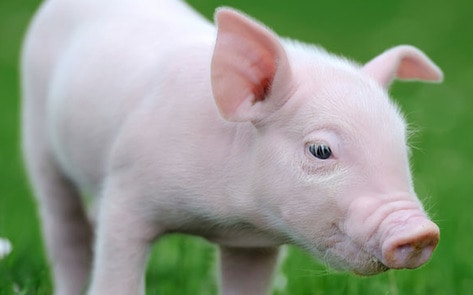 British Politicians Vote That Animals Do Not Feel Pain