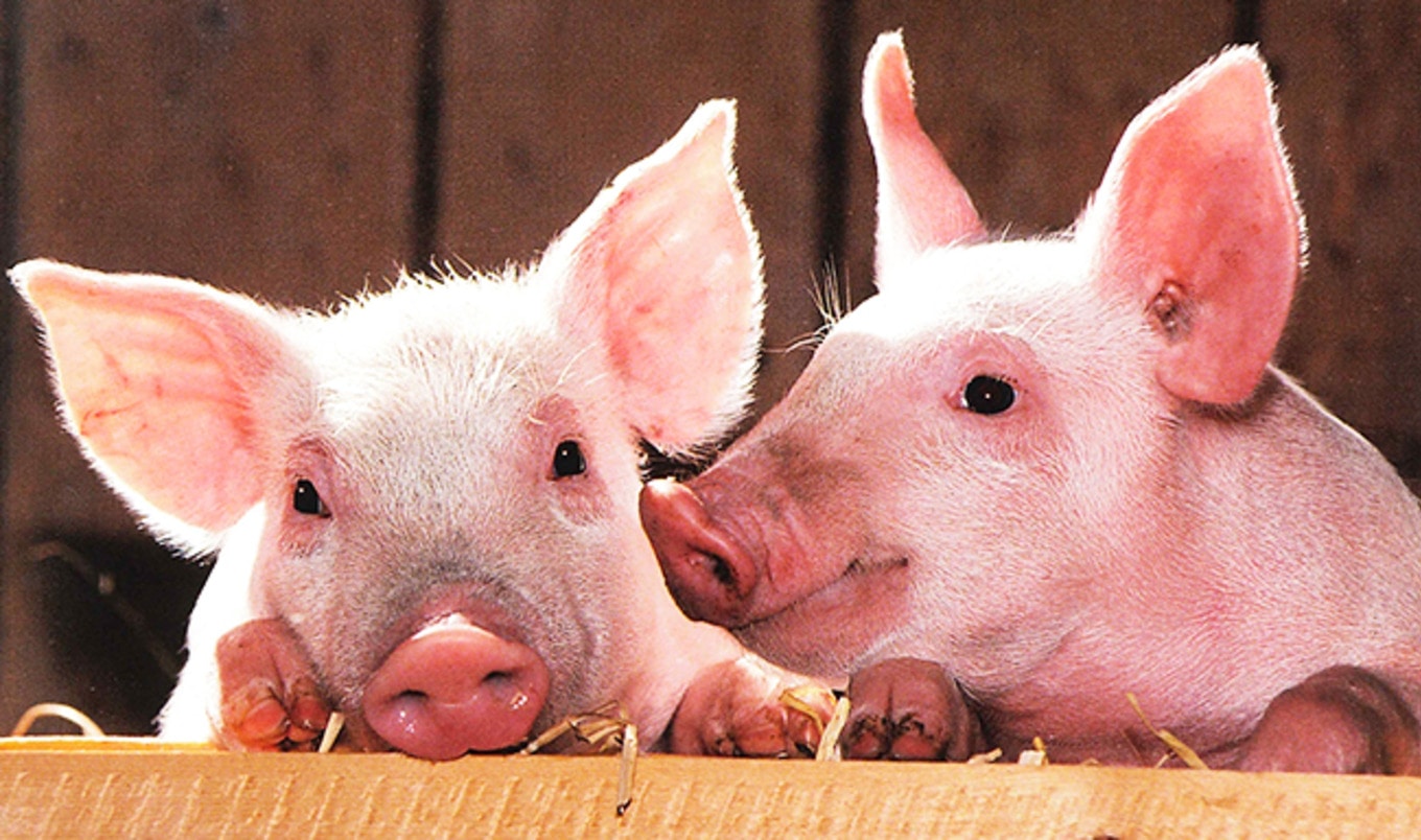 All Pediatric Residency Programs End Live-Animal Training