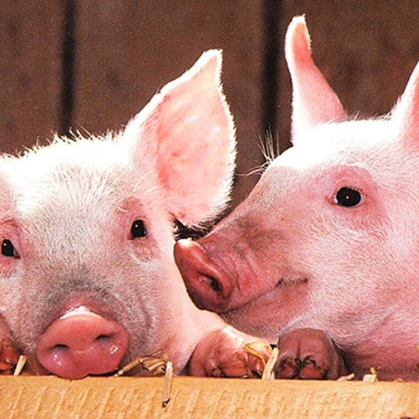 All Pediatric Residency Programs End Live-Animal Training