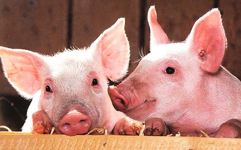 VegNewsPiglets8