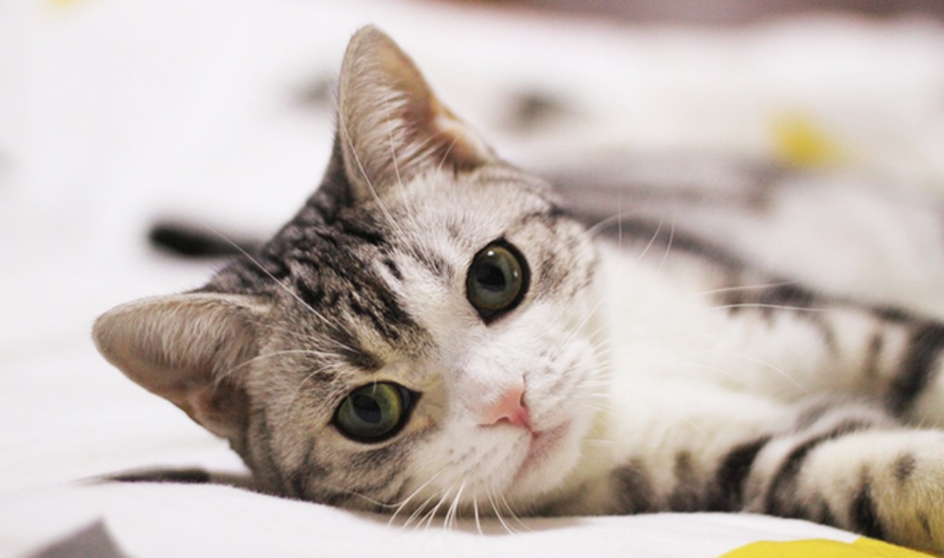 Startup to Make Lab-Grown Meat for Cats