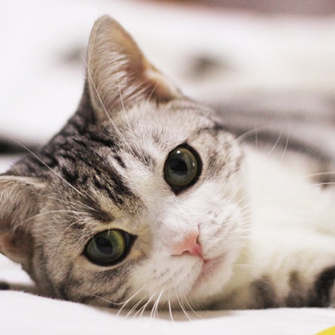 VegNewsCat33