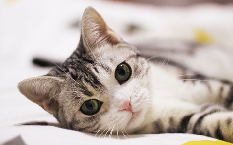 VegNewsCat33