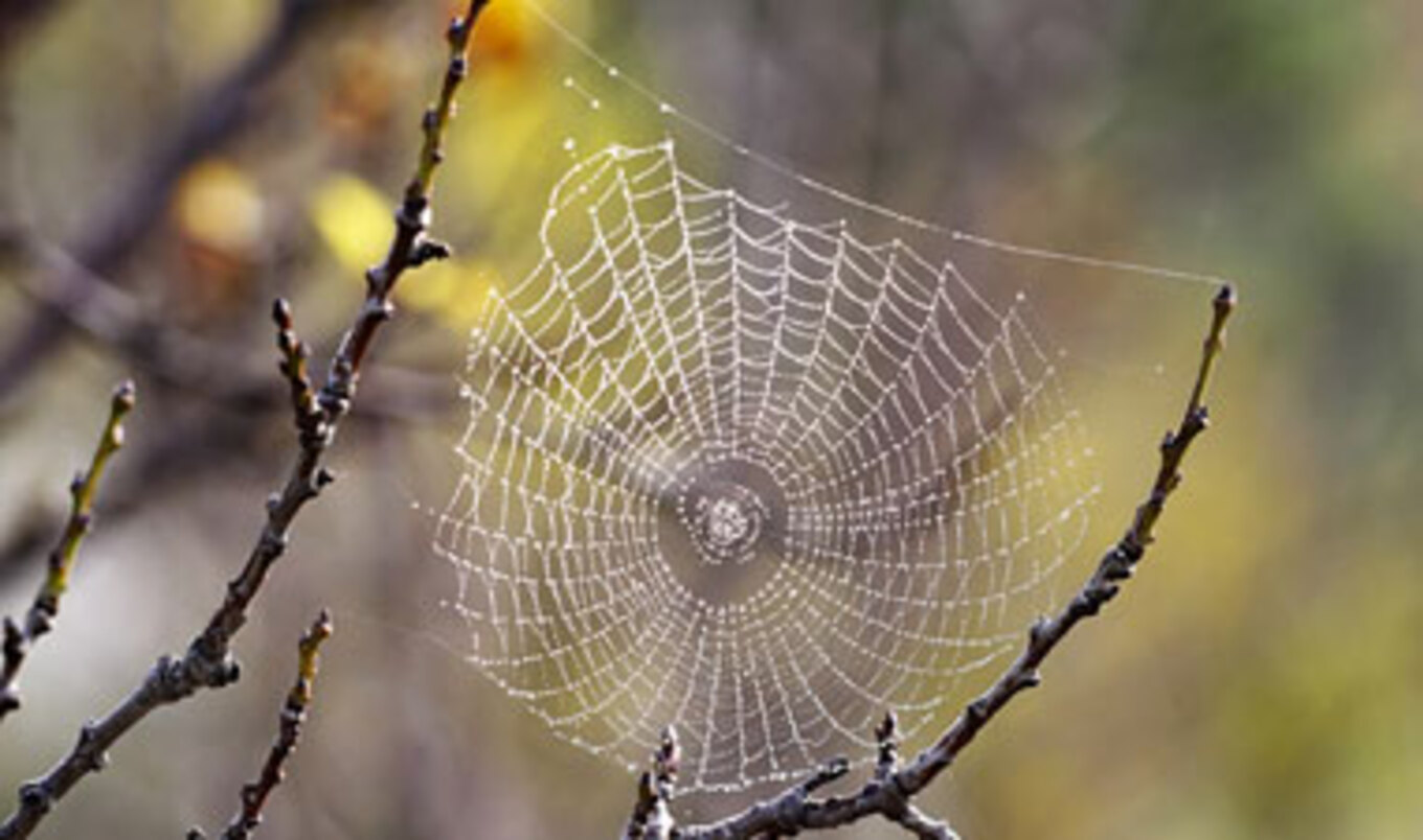 Veggie Spider Discovered