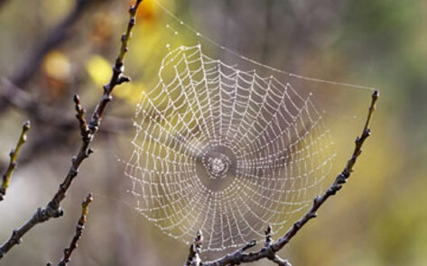 Veggie Spider Discovered