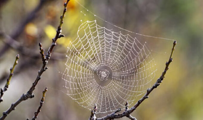 spider