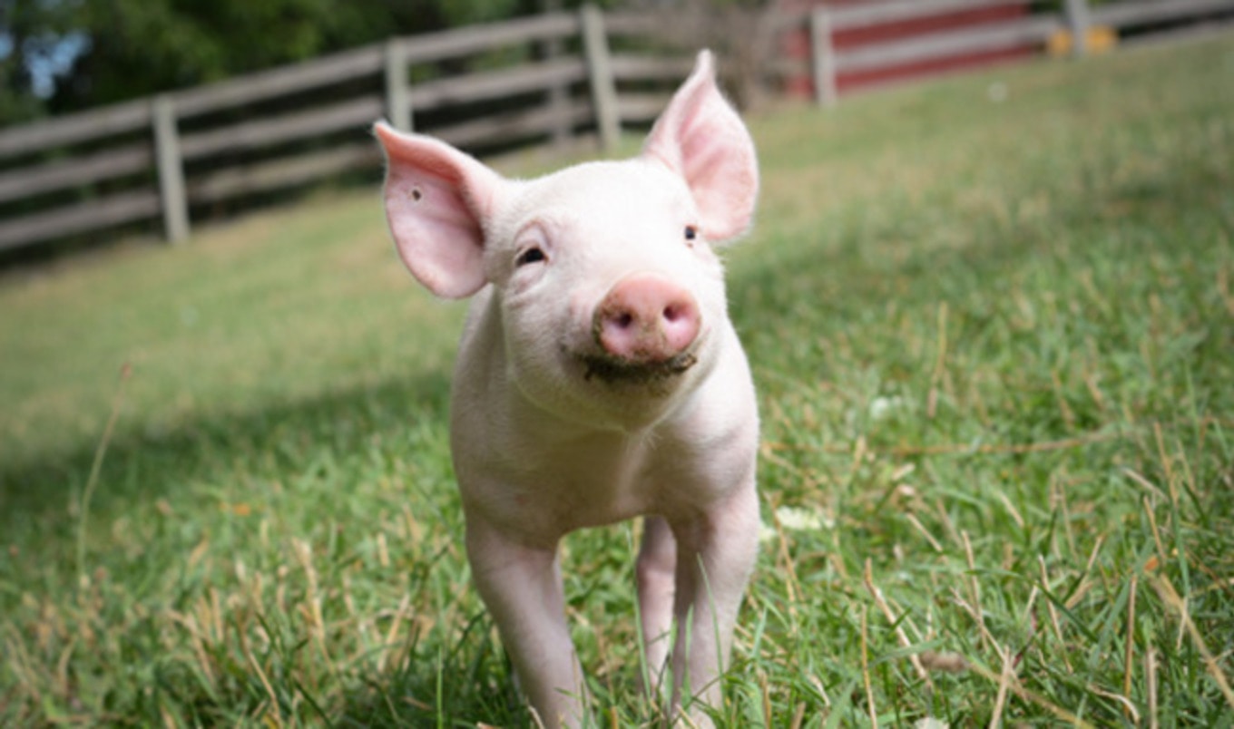 Farm Sanctuary Gala Invites Attendees to Wear PJs