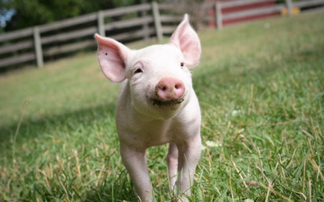 VegNews.FarmSanctuaryGala.VND