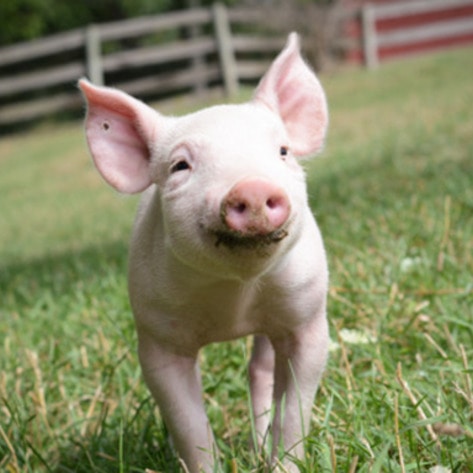 Farm Sanctuary Gala Invites Attendees to Wear PJs