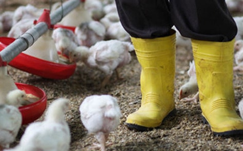 Factory Farm Workers Routinely Denied Bathroom Breaks