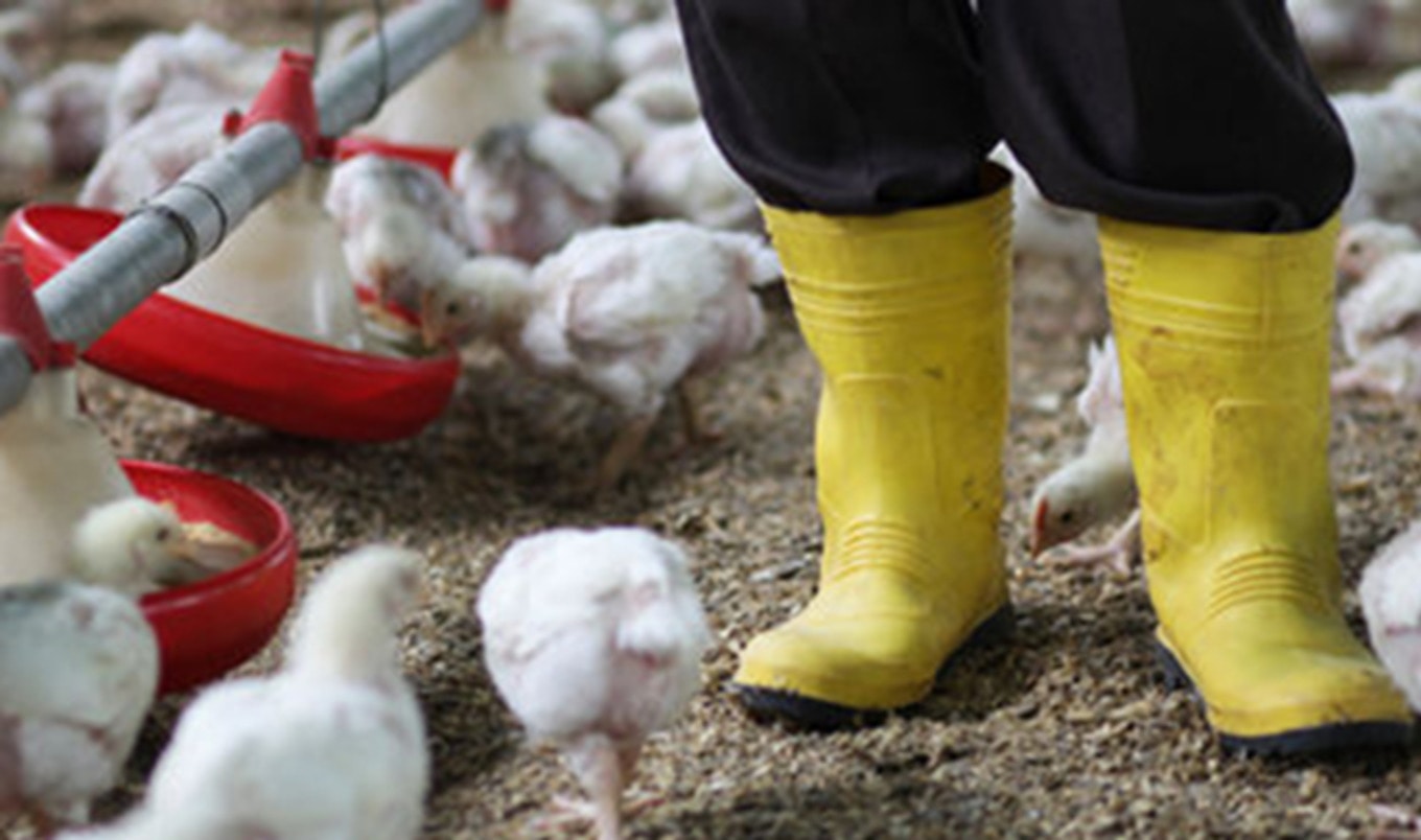 Factory Farm Workers Routinely Denied Bathroom Breaks