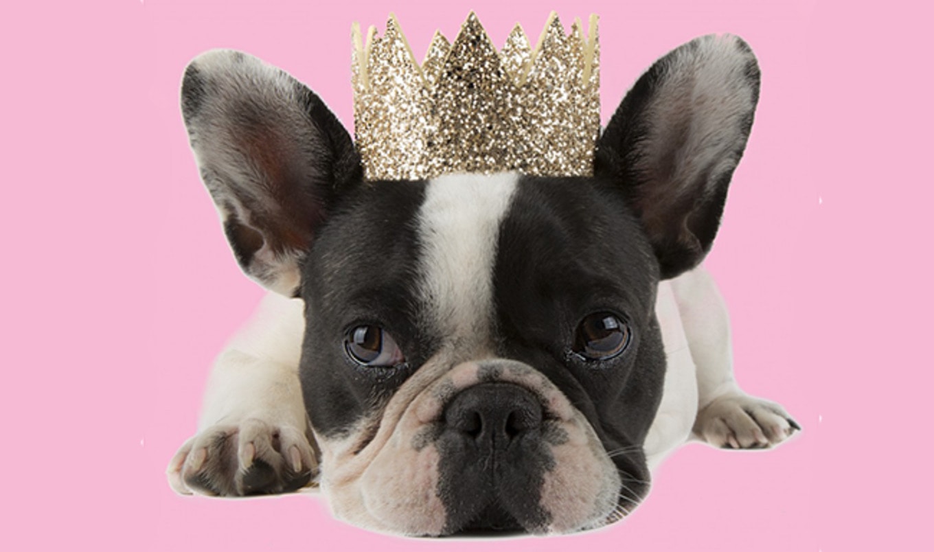 Lady Gaga Stylist Debuts Vegan Fashion Line for Dogs