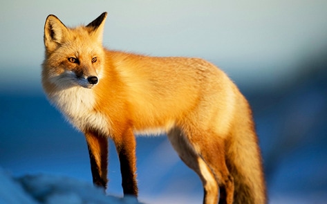 VegNewsRedFox