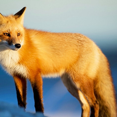 VegNewsRedFox