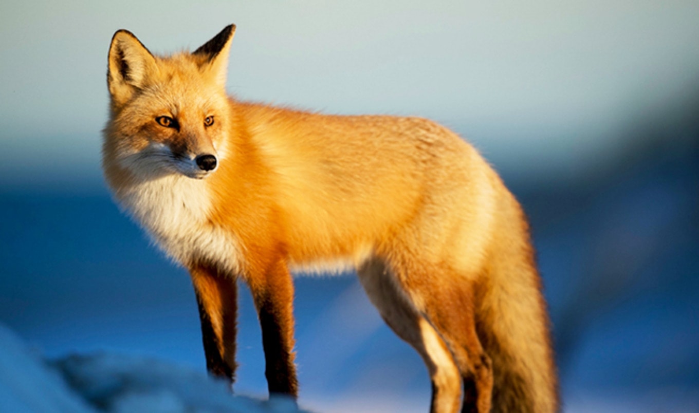 Norway Bans Fur Farms