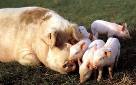 ConAgra Foods to Eliminate Gestation Crates