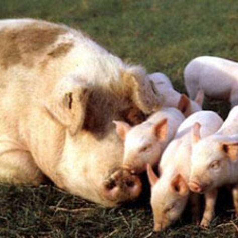 ConAgra Foods to Eliminate Gestation Crates