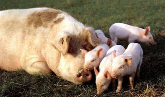 MommyPig