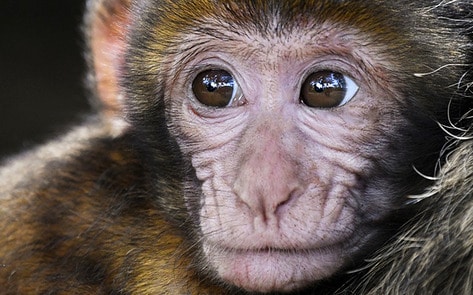 Shutterstock Bans Photos of Primates in Clothing