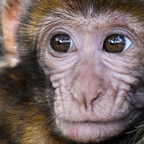 VegNewsMonkey
