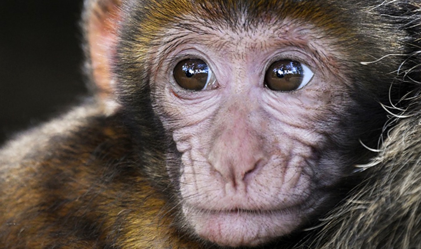 Shutterstock Bans Photos of Primates in Clothing