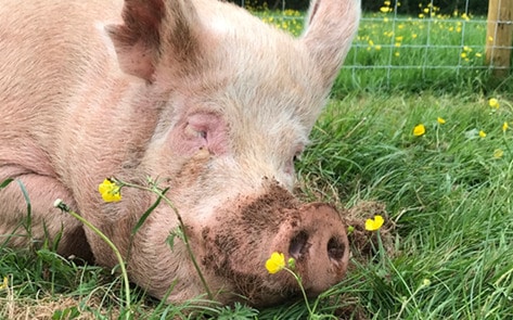 Vegan Commercial Now Shown in Movie Theaters Across UK