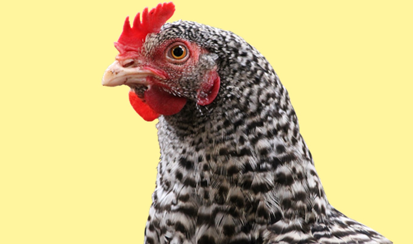 Major Poultry Producer Invests in Lab-Grown Meat