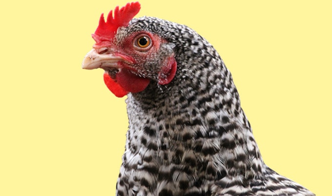 VegNewsChicken