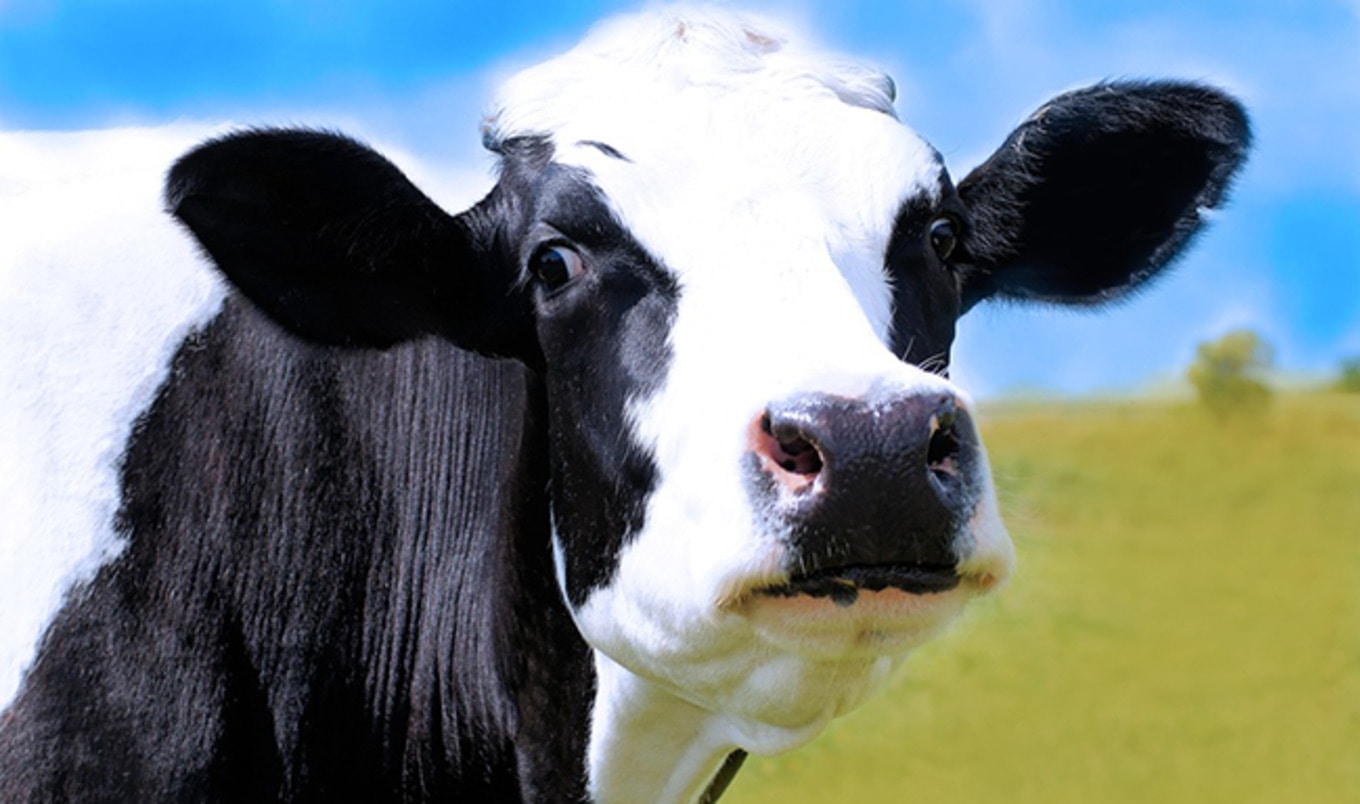 Milk Producers Lie About Anti-Vegan Legislation