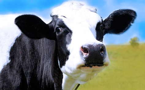 New Film Exposes Link Between Dairy, Leather, and Beef