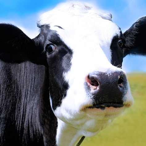 VegNewsCow9