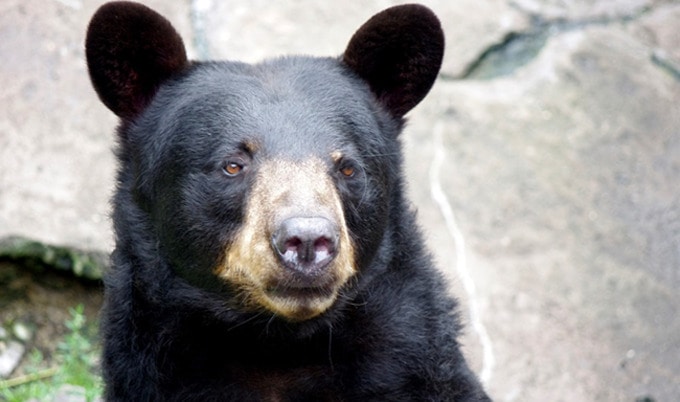 VegNewsSlothBear