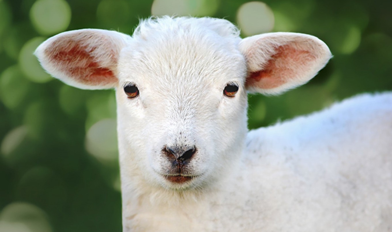 Fake Sanctuary Scams Vegans for More than $35,000