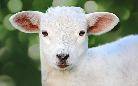 Fake Sanctuary Scams Vegans for More than $35,000