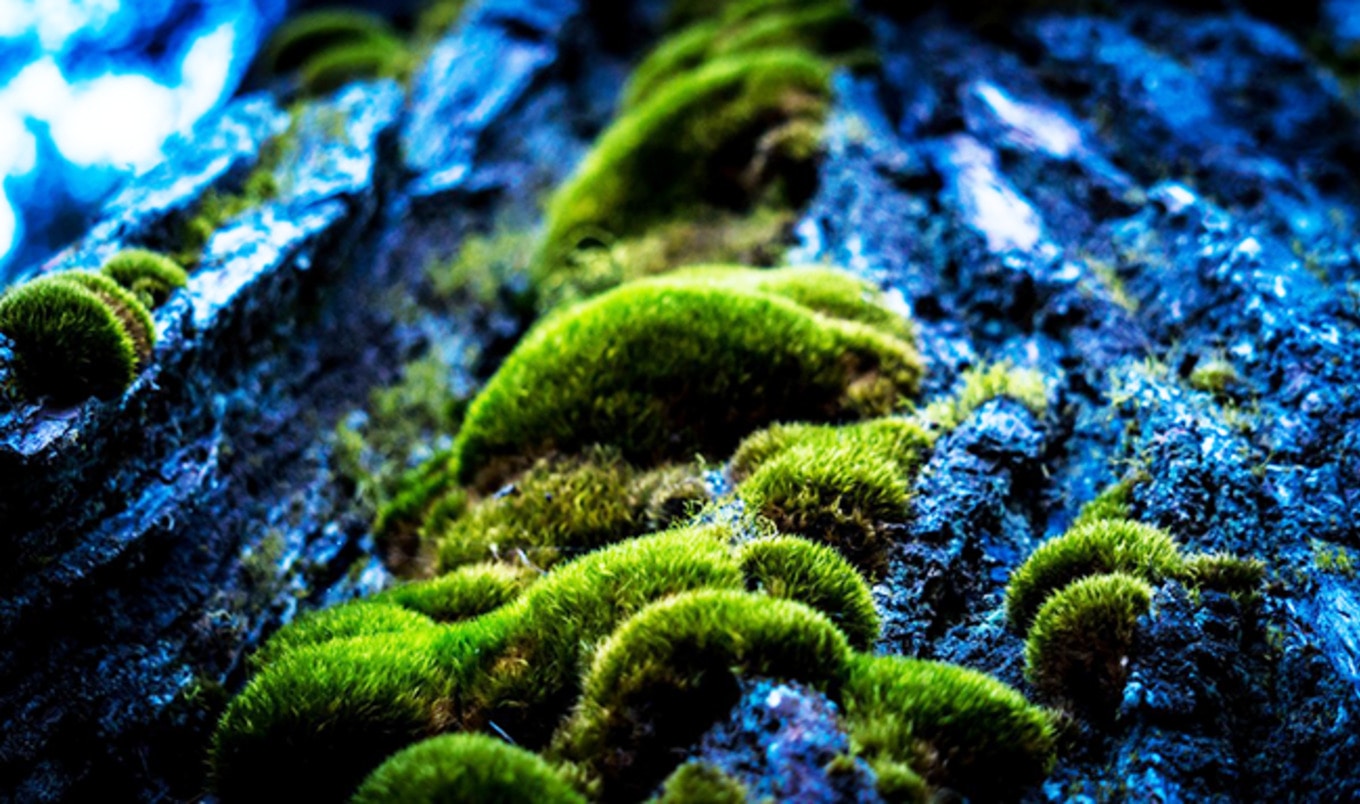 Will Algae Be the Hottest New Plant-Based Protein?