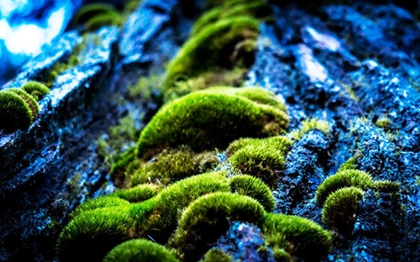 Will Algae Be the Hottest New Plant-Based Protein?