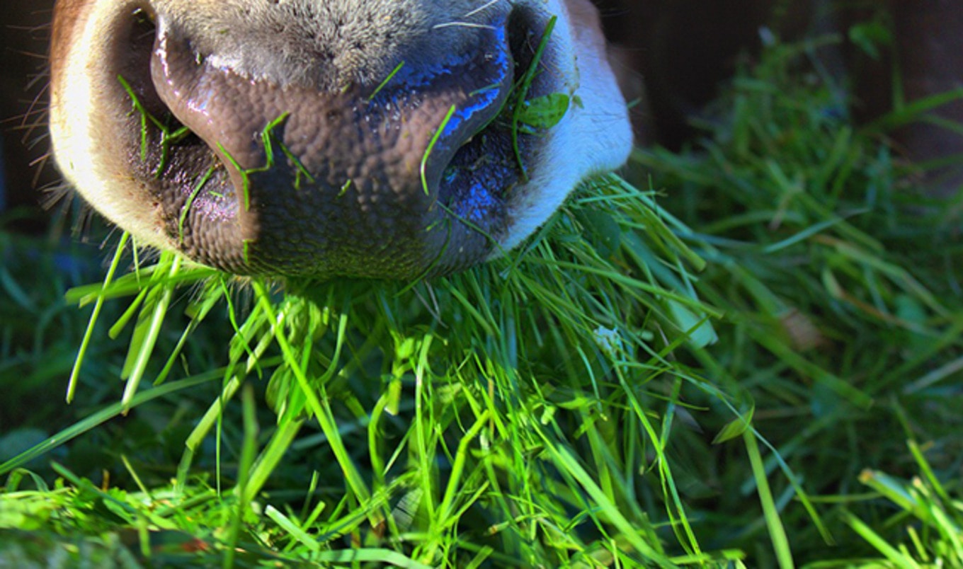 Grass is Running Out for Grass-Fed Beef
