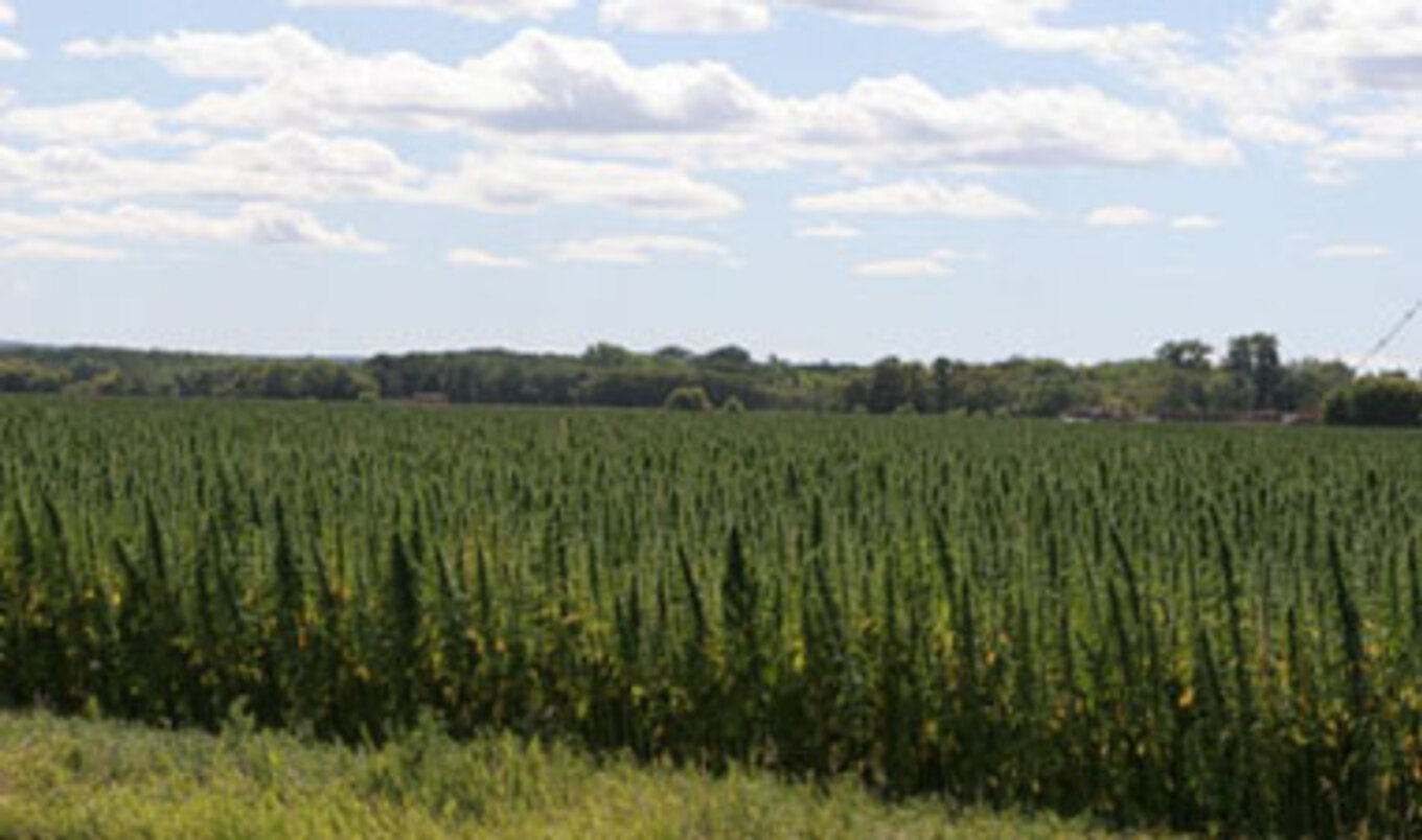 Industrial Hemp Farming