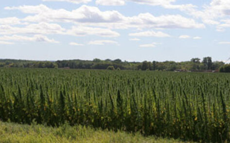 Industrial Hemp Farming