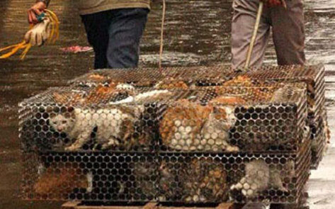 Cats Back on Chinese Menu