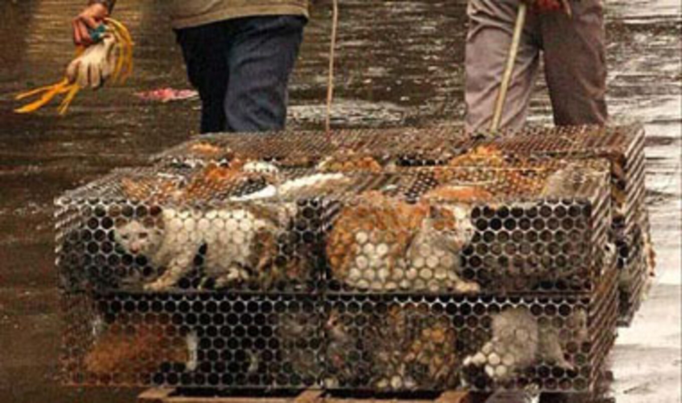 Cats Back on Chinese Menu