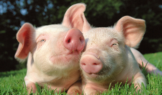 VegNews.Piglets1