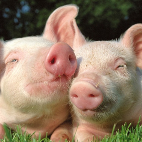 VegNews.Piglets1