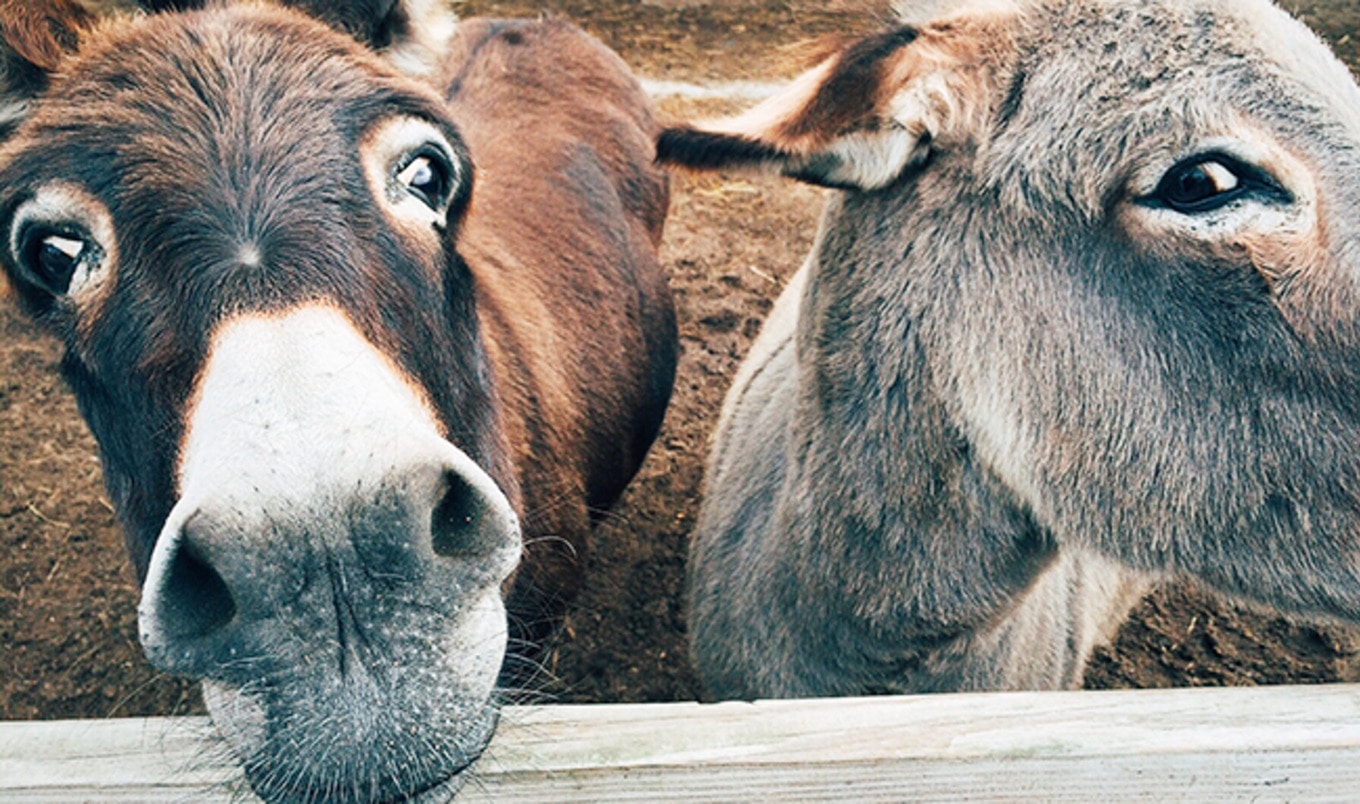 Walmart-Owned Retailer Bans Donkey-Skin Gelatin