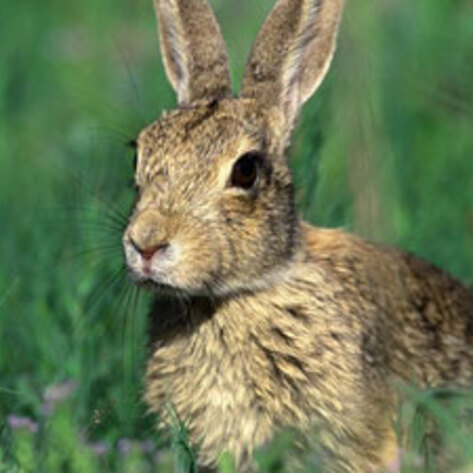 Bunnies Used As Fuel