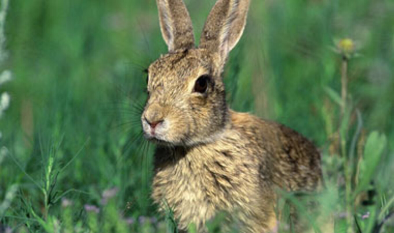 Bunnies Used As Fuel