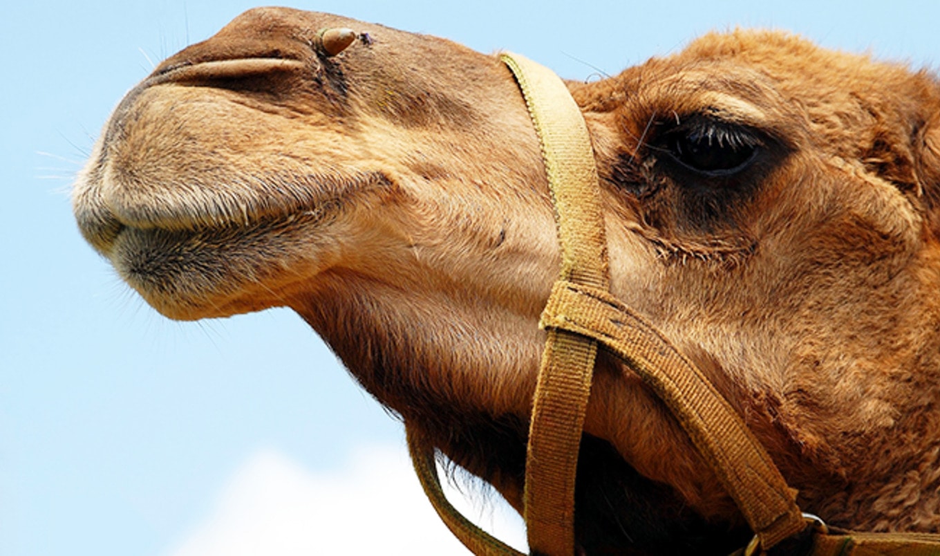 Veganism is Stunting Growth of Camel-Milk Industry